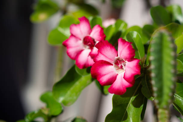 Desert rose flowers Desert rose blooming adenium obesum stock pictures, royalty-free photos & images