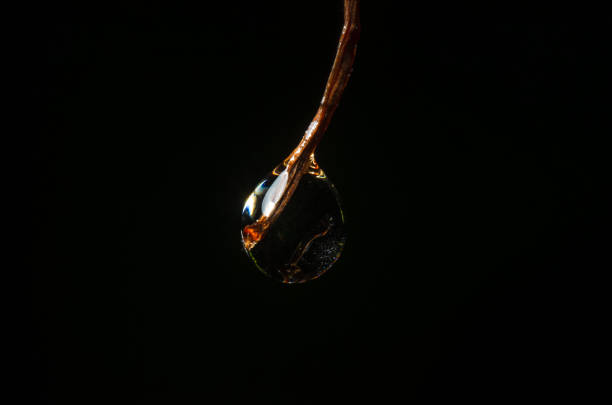 Tree branches reflected in a rain puddle.