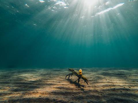 Blue Crab Underwater