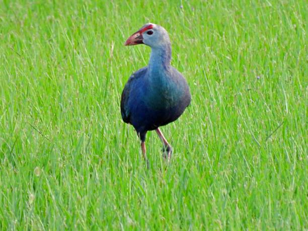 istock Grey-headed Swamphen (Porphyrio poliocephalus) walking in the grass 1323381781