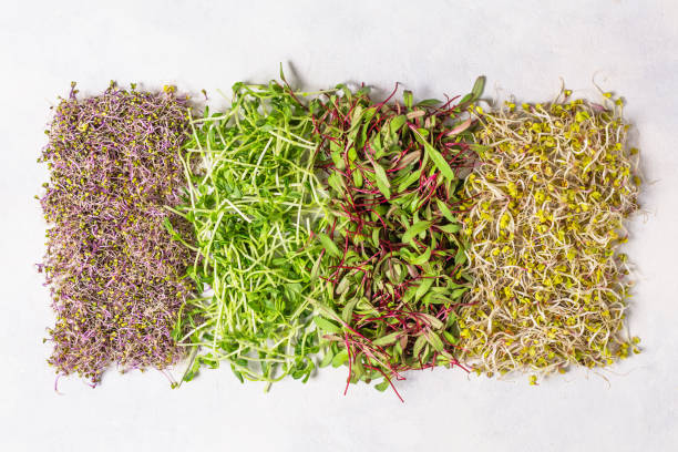 istock Mix of various sprouts on white background top view. Sprouted seeds. 1323381870