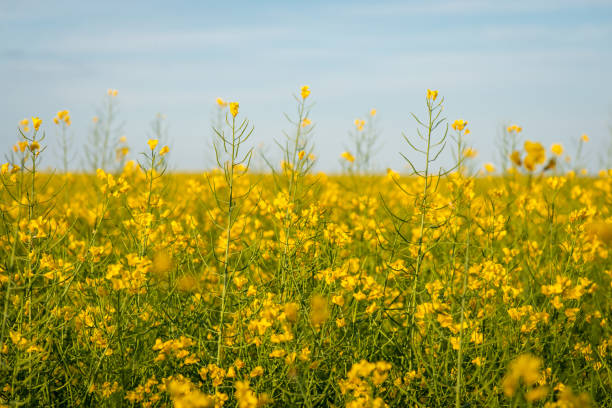 istock Huge field of rapeseed 1323381964