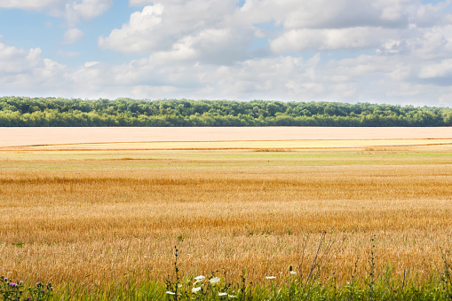 Summer landscape in Ukrainian steppe with dry yellow grass under a blue sky with clouds