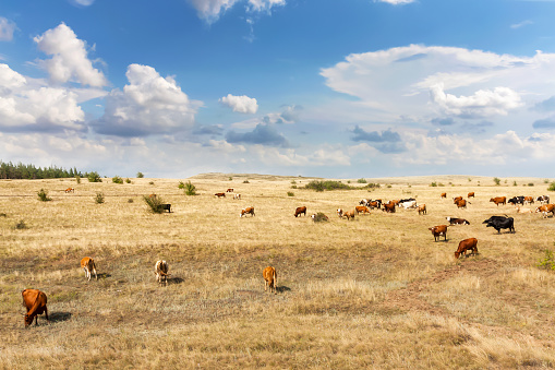 Clean livestock. Cows of different breeds are grazing on the field with yellow dry grass under a blue sky with clouds