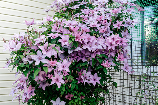 Gorgeous bush clematis with large bright pink flowers. Beautiful clematis flowers near the house. Front view.