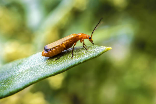 Common Red Soldier Beetle on Olive Leaf Common Red Soldier Beetle on Top of Olive Leaf. Macro Photo of Animal Walking on Olive Plant. rhagonycha fulva stock pictures, royalty-free photos & images