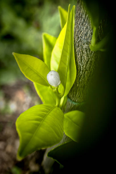 bocciolo di fiori d'arancio su gambo e foglie verdi freschi - petal bud plant agriculture foto e immagini stock