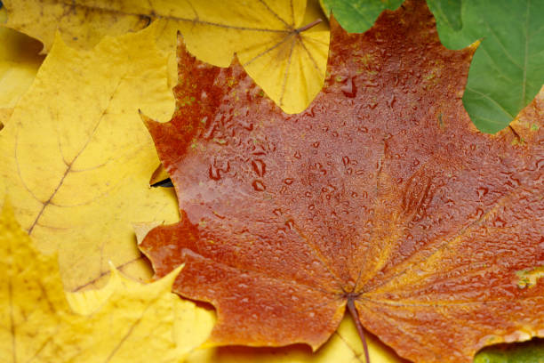 istock red maple leaf on a yellow and green background with raindrops 1323386360