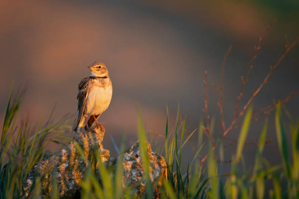 The calandra lark (Melanocorypha calandra) singing in the morning golden light. The calandra lark (Melanocorypha calandra) singing in the morning golden light. perched on a rock in a meadow. birdsong photos stock pictures, royalty-free photos & images