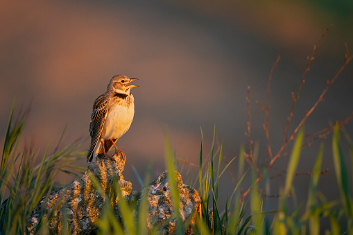 The calandra lark (Melanocorypha calandra) singing in the morning golden light. perched on a rock in a meadow.