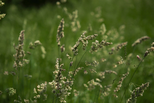 Bent grasses flowers dactylis wild meadow plants in summer.