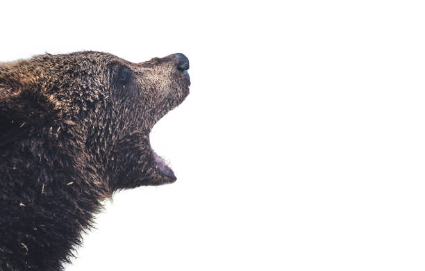 istock brown bear cub baby isolated on white backround 1323387425