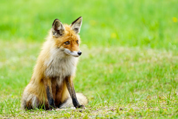 istock a young brown fox is sitting in the green grass 1323388485