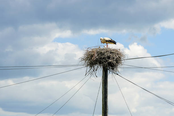 white stork in the nest with chicks against a cloudy sky