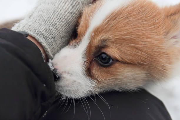 istock puppy welsh corgi presses his cheek to a human hand 1323388577