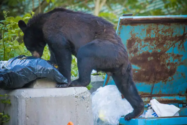 The American black bear (Ursus americanus) is a medium-sized bear endemic to North America. It is the continent's smallest and most widely distributed bear species. American black bears are omnivores, with their diets varying greatly depending on season and location.