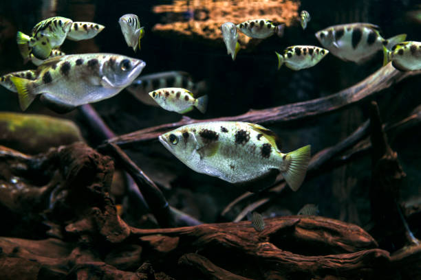 Archerfish in the deep transparent water. Toxotes jaculatrix . Carnivorous fish