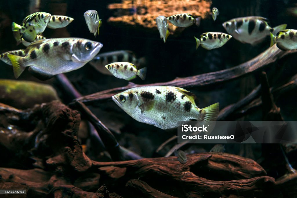 Archerfish in the deep transparent water Archerfish in the deep transparent water. Toxotes jaculatrix . Carnivorous fish Archerfish Stock Photo