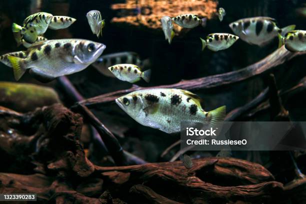 Archerfish In The Deep Transparent Water Stock Photo - Download Image Now - Archerfish, Animal, Animal Wildlife