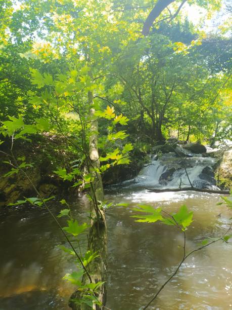 istock a weekend trip in turkey gorgeous forests and river postcard images 1323390368
