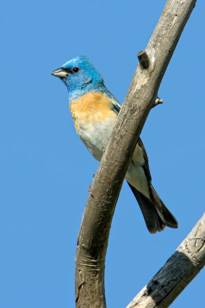 istock Lazuli bunting perched Red Rocks Park Jefferson County Colorado 1323390400