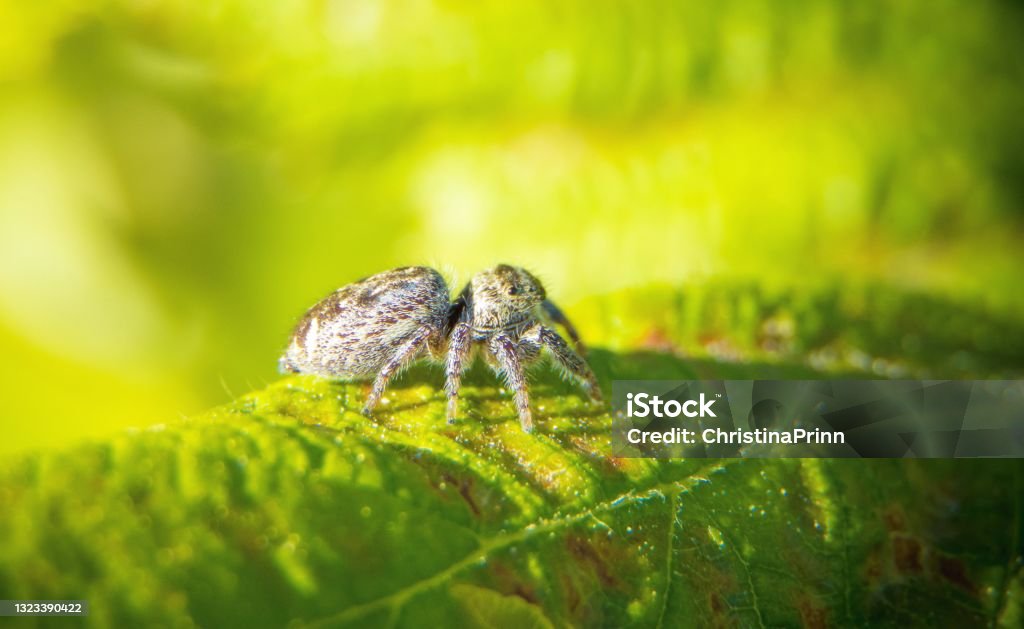 Jumping Spider Jumping spiders are a group of spiders that constitute the family Salticidae. As of 2019, this family contained over 600 described genera and over 6000 described species, making it the largest family of spiders at 13% of all species. Jumping spiders have some of the best vision among arthropodsand use it in courtship, hunting, and navigation. Jumping Spider Stock Photo