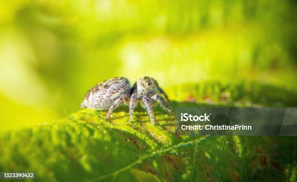 Jumping Spider Stock Photo - Download Image Now - Jumping Spider, Animal, Animal Body Part