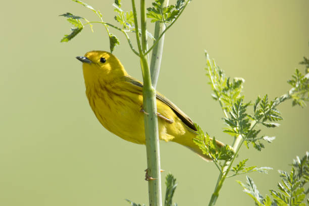 Hunting insects on plants and shrubs, a yellow warbler looks out over the rock formations in Red Rocks Park, Jefferson County, Colorado.