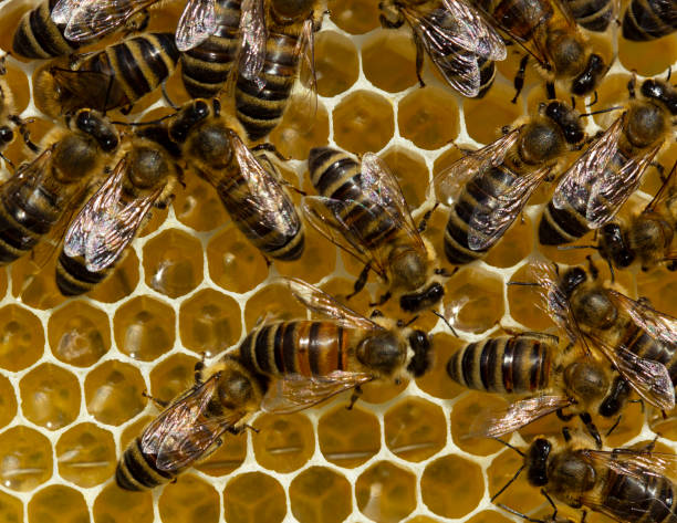 istock Nectar and honey from acacia flowers. 1323392160