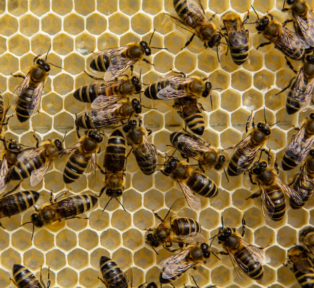 istock Nectar and honey from acacia flowers. 1323392163