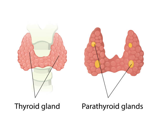 schilddrüsen- und nebenschilddrüsenanatomie - thyroid gland stock-grafiken, -clipart, -cartoons und -symbole