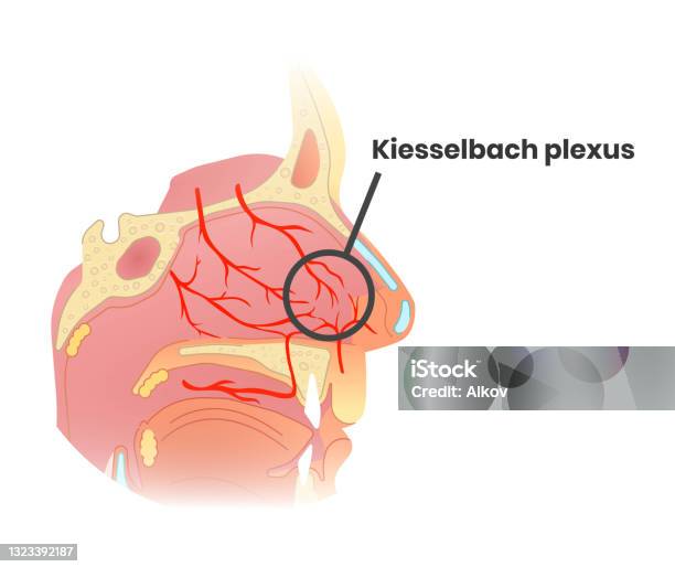 Vetores de Anatomia Plexo De Kiesselbach Ilustração De Anatomia Do