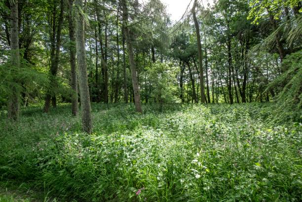 istock Sunlight In The Woodlands. 1323394326