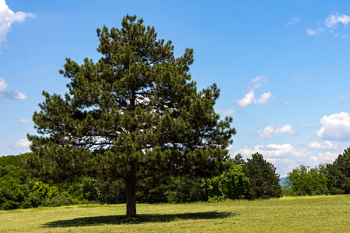 Single pine on the meadow under blue sky with fluffy clouds.\nAdobe RGB color space.