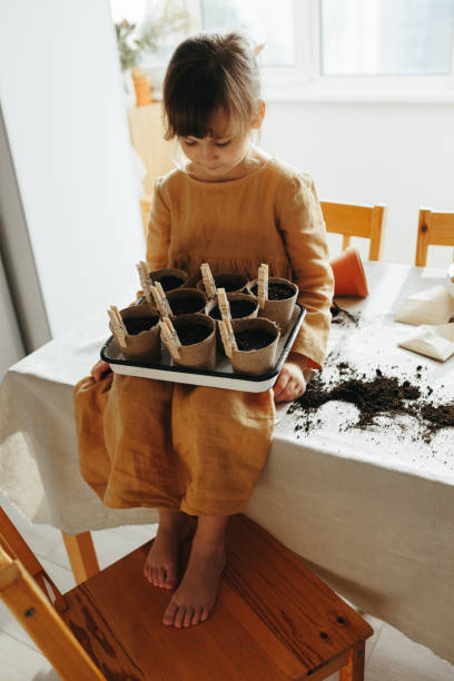 fille de 6 ans plantant des herbes à la maison - preschooler preschool multi ethnic group plant photos et images de collection