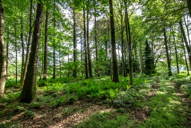 istock Forest Ferns & Sunlit Woodlands. 1323394388