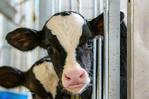 A closeup of a cow looking directly at the camera, with her head sticking out between metal bars. She is in a barn, or perhaps a slaughter house.