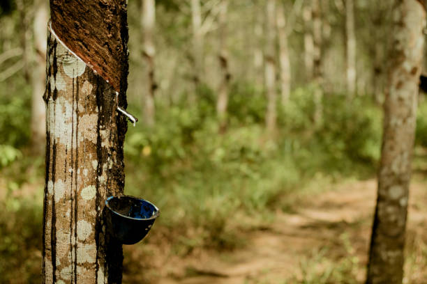 istock Rubber Tree Plantation in Borneo Rainforest 1323398616