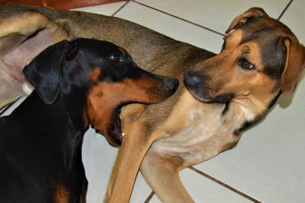 istock 2 two dogs in love.... 1323398648