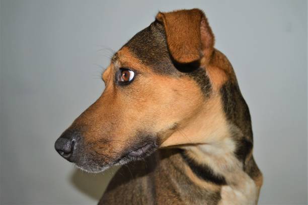 istock Best dog advertising portraits 1323398671