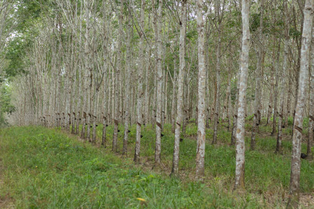 istock Rubber Tree Plantation in Borneo Rainforest 1323399274