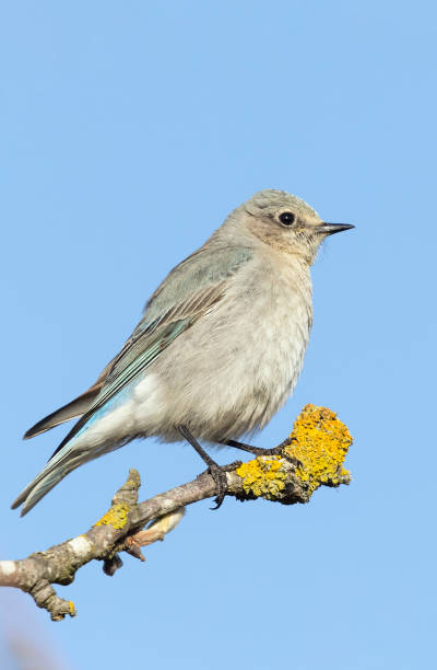 istock Female Mountain bluebird 1323400185