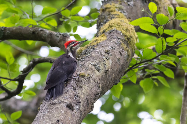 istock pileated woodpecker bird 1323400312