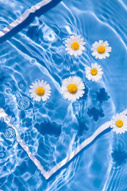 istock Daisy flowers in blue transparent water with white frame. Summer floral composition with sun and shadows. Nature concept. Top view. Selective focus 1323401049