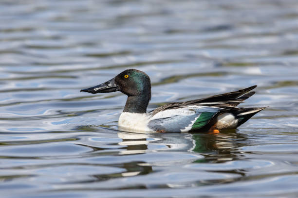 istock Northern shoveler duck 1323401151