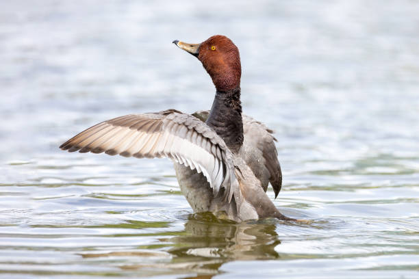 istock Redhead duck on the lake 1323403139
