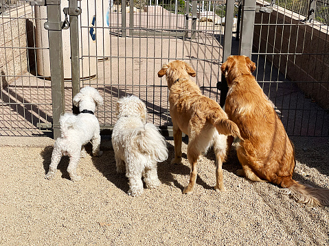 A dog park is a park for dogs exercise and play off -leash in a controlled environment under the supervision of their owner.