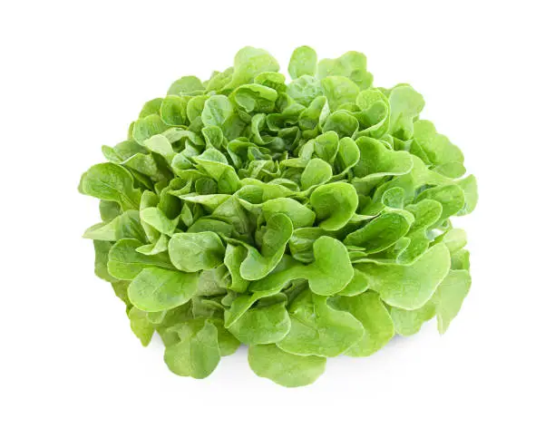 head of oakleaf lettuce on white isolated background