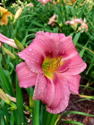 Closeup pink day lily flower in garden with raindrops