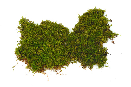 Top view of  moss isolated on white background